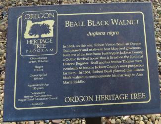 Beall Black Walnut